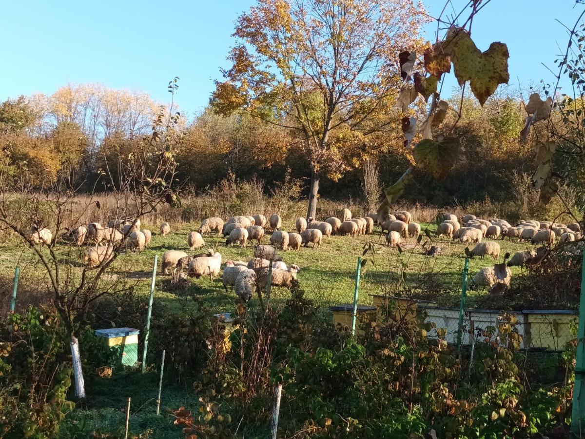 Colt De Rai - Camera De Inchiriat Resita Exteriér fotografie